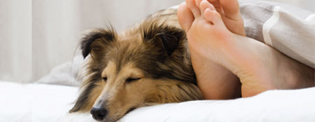 dog and person with bare feet under a blanket in a bright home