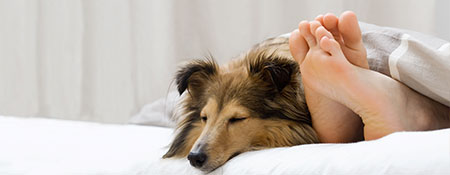 dog and person with bare feet under a blanket in a bright home